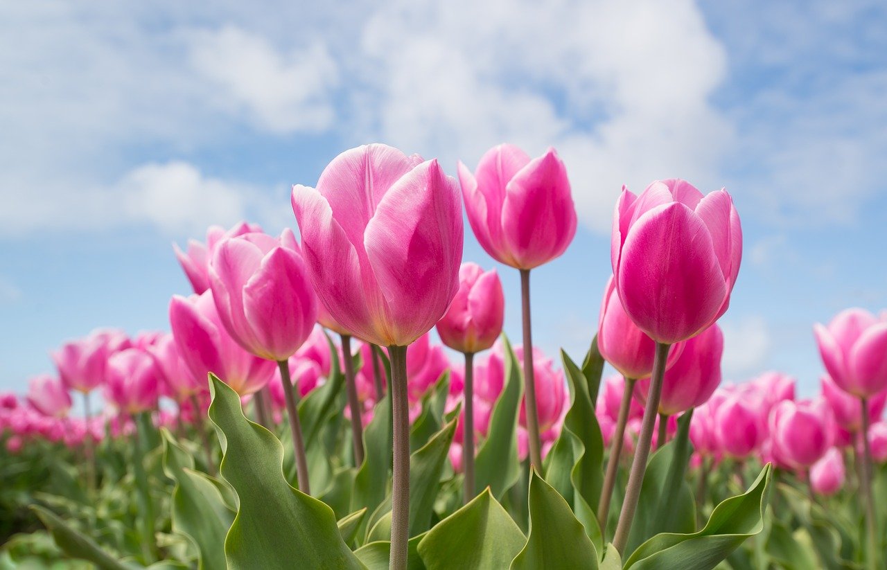 Spring Newsletter