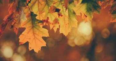 Autumn newsletter news image
